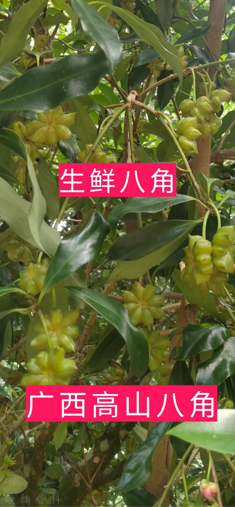 【产地直销】质量保证广西高山生鲜八角大红八角产地