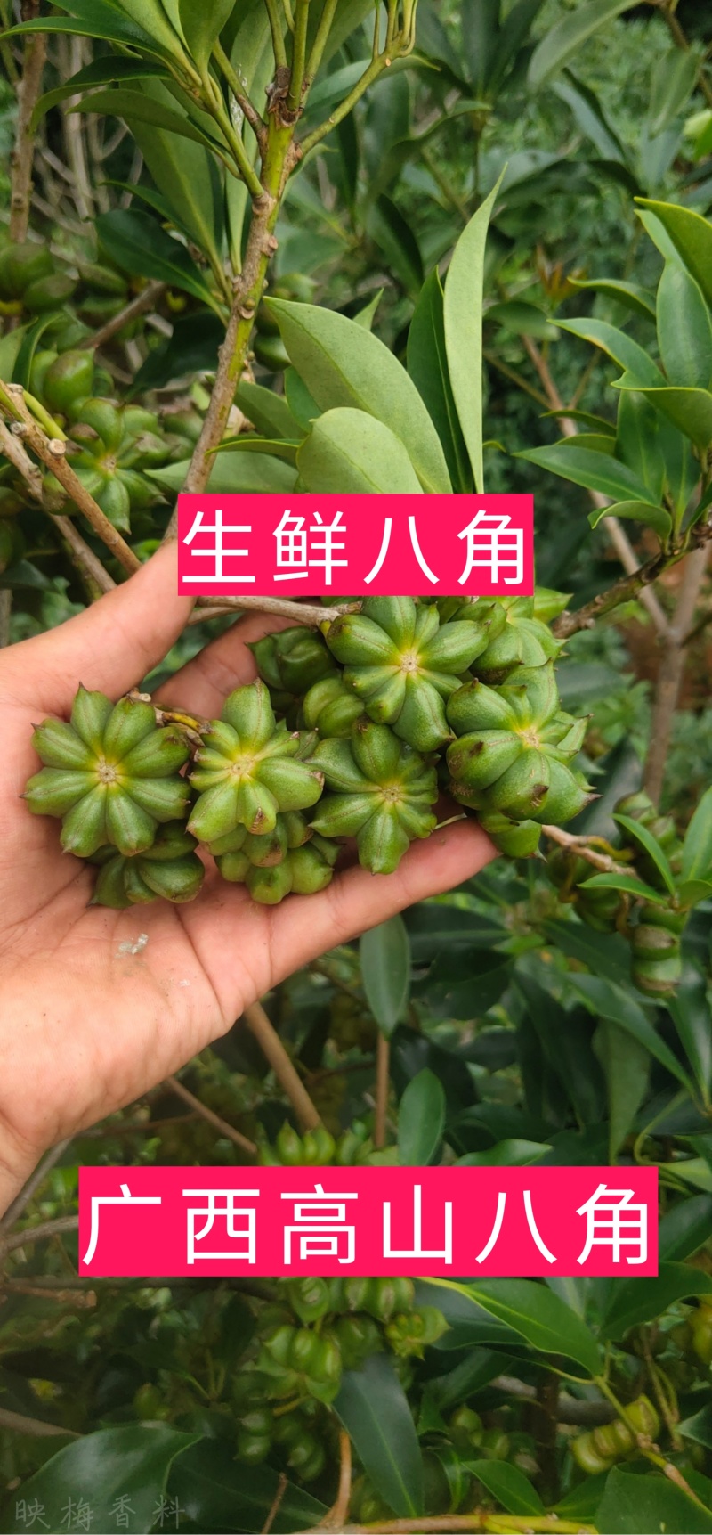 【产地直销】质量保证广西高山生鲜八角大红八角产地