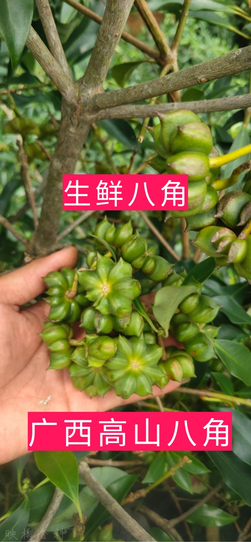 【产地直销】质量保证广西高山生鲜八角大红八角产地