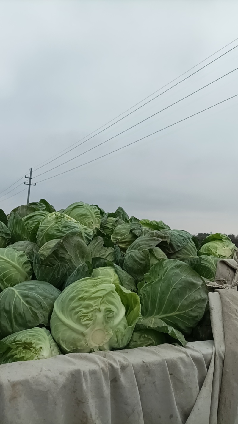 嘉兴甘蓝