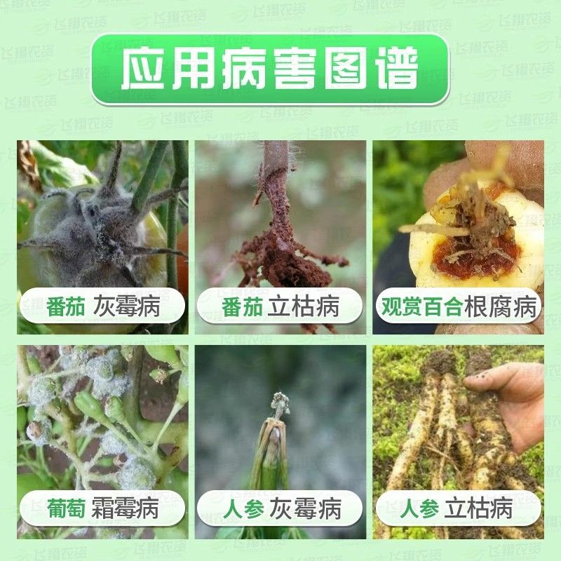 美国拜沃哈茨木霉菌番茄灰霉病霜霉病立枯病猝倒病根腐病