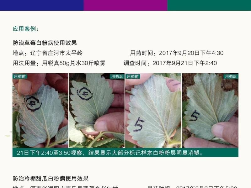 拜沃锐真枯草芽孢杆菌草莓白粉病人参立枯病土传根部病害杀