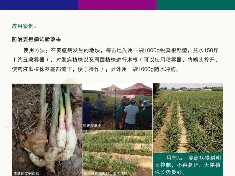 拜沃锐真枯草芽孢杆菌草莓白粉病人参立枯病土传根部病害杀