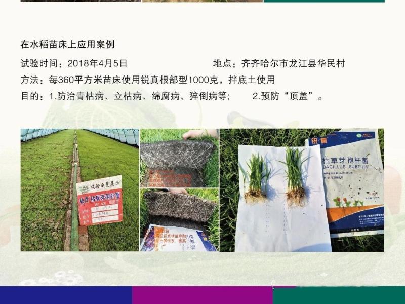 拜沃锐真枯草芽孢杆菌草莓白粉病人参立枯病土传根部病害杀