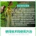 拜沃锐真枯草芽孢杆菌草莓白粉病人参立枯病土传根部病害杀