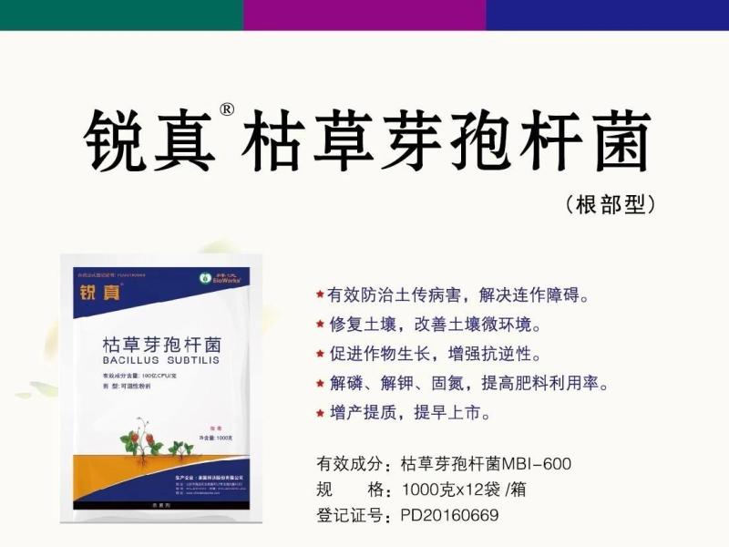 拜沃锐真枯草芽孢杆菌草莓白粉病人参立枯病土传根部病害杀