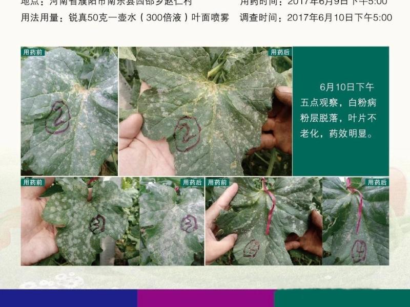 拜沃锐真枯草芽孢杆菌草莓白粉病人参立枯病土传根部病害杀