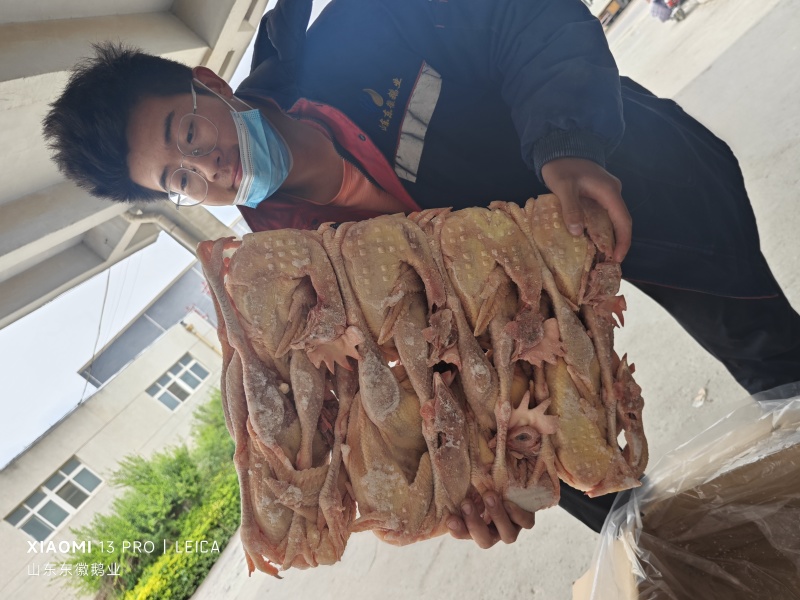 清真全净膛纯干老母鸡，高出成，长日龄，毛净度高，推广价格