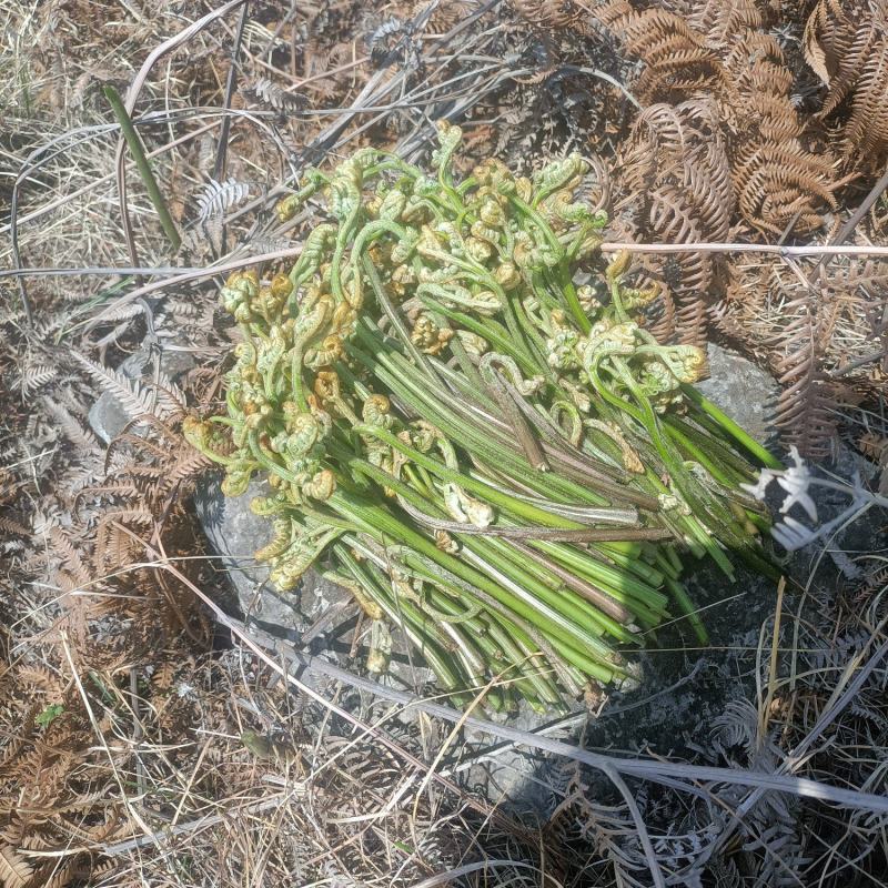 野生蕨菜