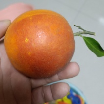 四川**商品资中塔罗科血橙，新鲜直达，现摘现发，保证新鲜
