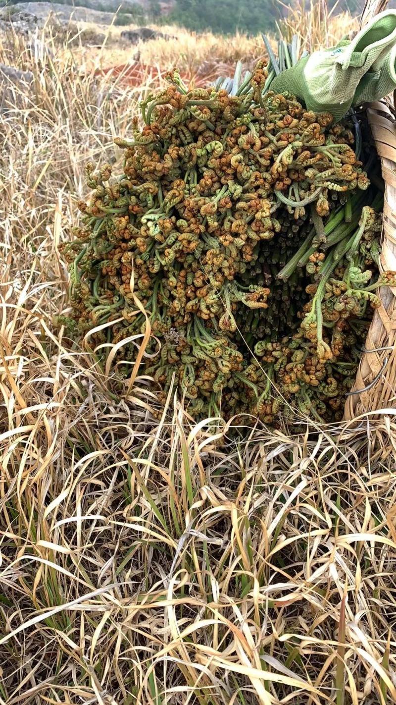 野生蕨菜
