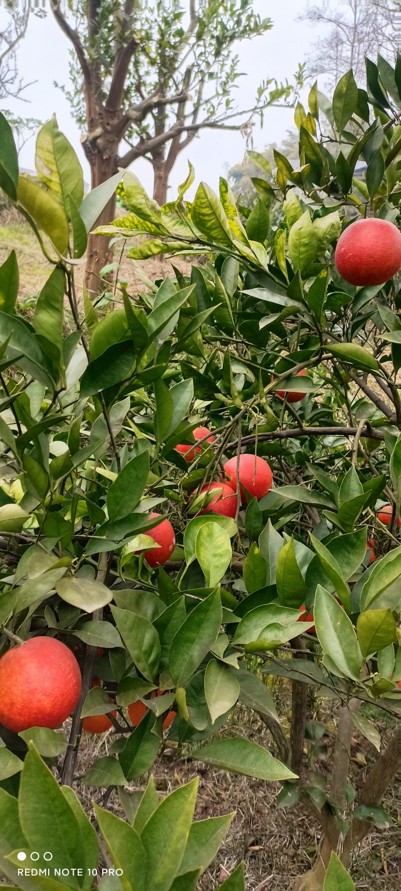 四川**商品资中塔罗科血橙，新鲜直达，现摘现发，保证新鲜
