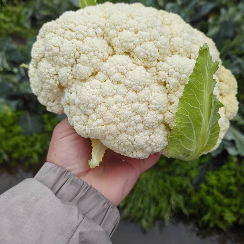 河南开封花菜/精品松花菜/白面青梗/菜花/量大便宜