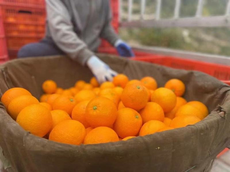 湖北九月红脐橙产地直发一手货源批发品质保证价格美丽