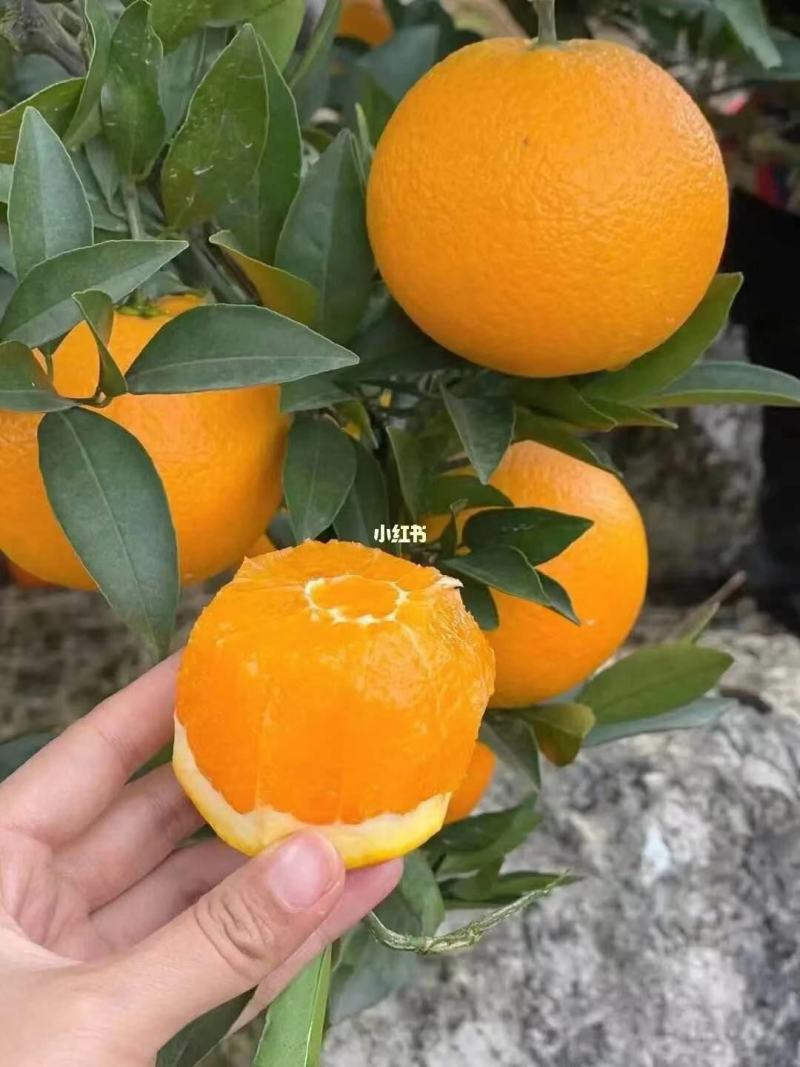 湖北九月红脐橙产地直发一手货源批发品质保证价格美丽