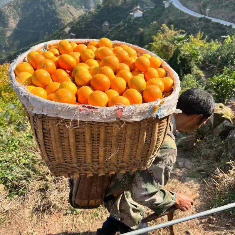 湖北九月红脐橙产地直发一手货源批发品质保证价格美丽