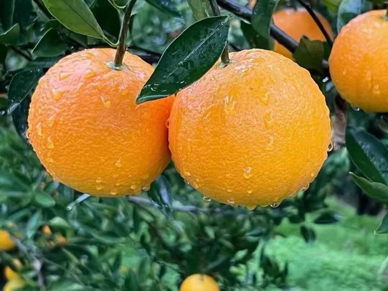 湖北宜昌纽荷尔脐橙产地直发一手货源批发品质保证价格美丽
