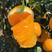 湖北宜昌纽荷尔脐橙产地直发一手货源批发品质保证价格美丽