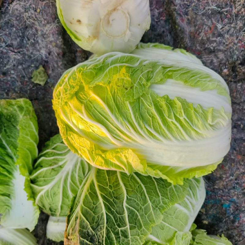 矮颗黄心大白菜产地直发一手货源批发品质保证价格