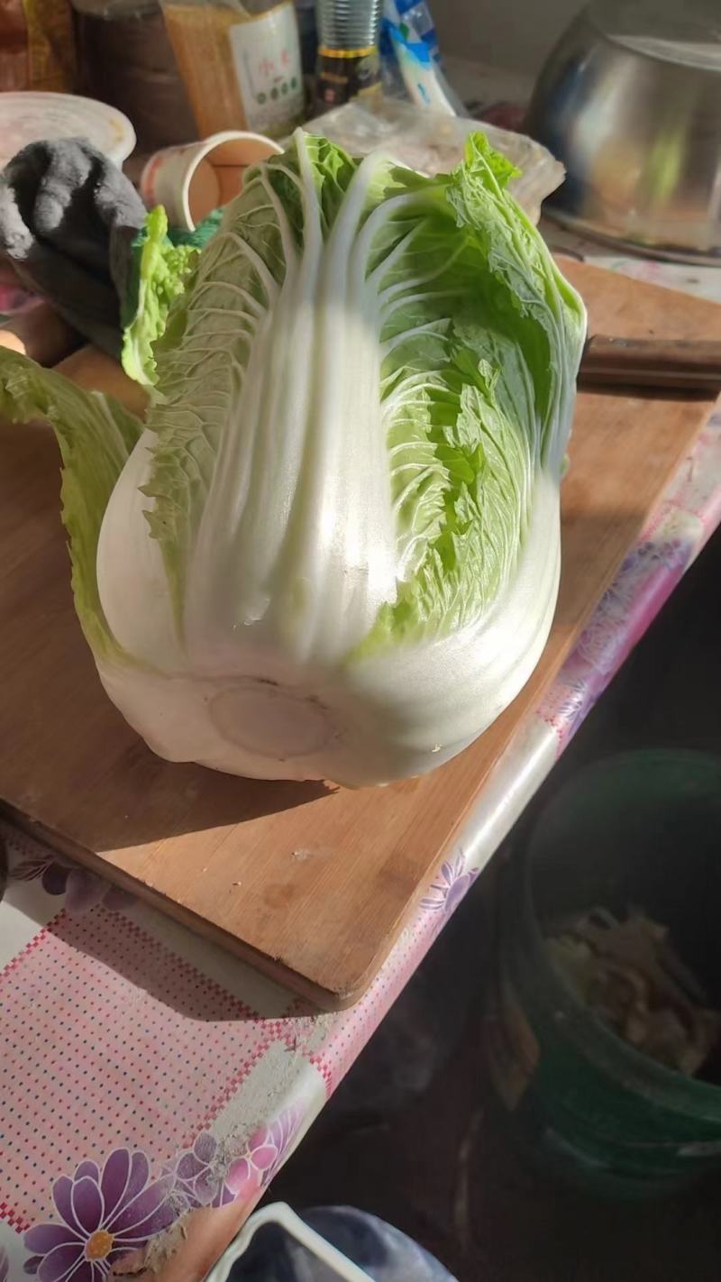 矮颗黄心大白菜产地直发一手货源批发品质保证价格