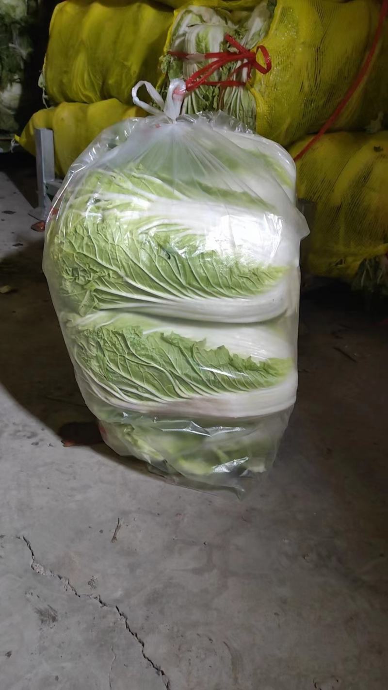 矮颗黄心大白菜产地直发一手货源批发品质保证价格