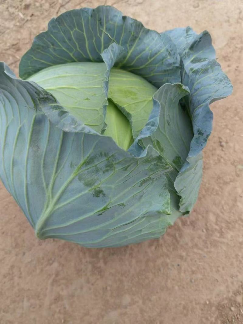 甘蓝包菜大量供应产地直发一手货源批发品质保证价格