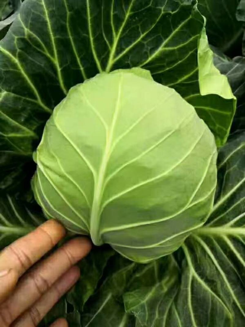 甘蓝包菜大量供应产地直发一手货源批发品质保证价格