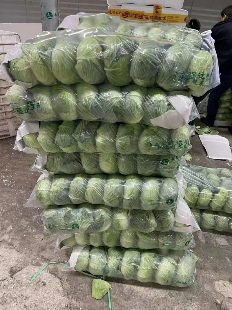 甘蓝包菜大量供应产地直发一手货源批发品质保证价格