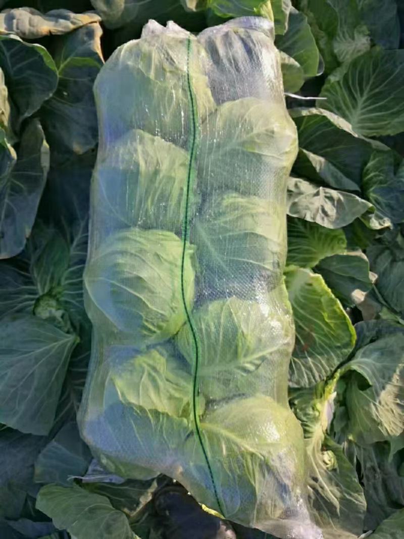 甘蓝包菜大量供应产地直发一手货源批发品质保证价格