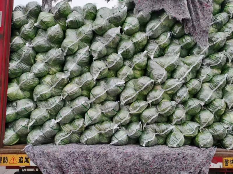 甘蓝包菜大量供应产地直发一手货源批发品质保证价格