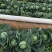 甘蓝包菜大量供应产地直发一手货源批发品质保证价格