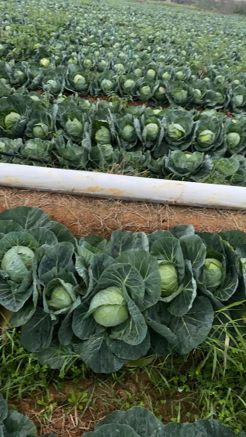 甘蓝包菜大量供应产地直发一手货源批发品质保证价格