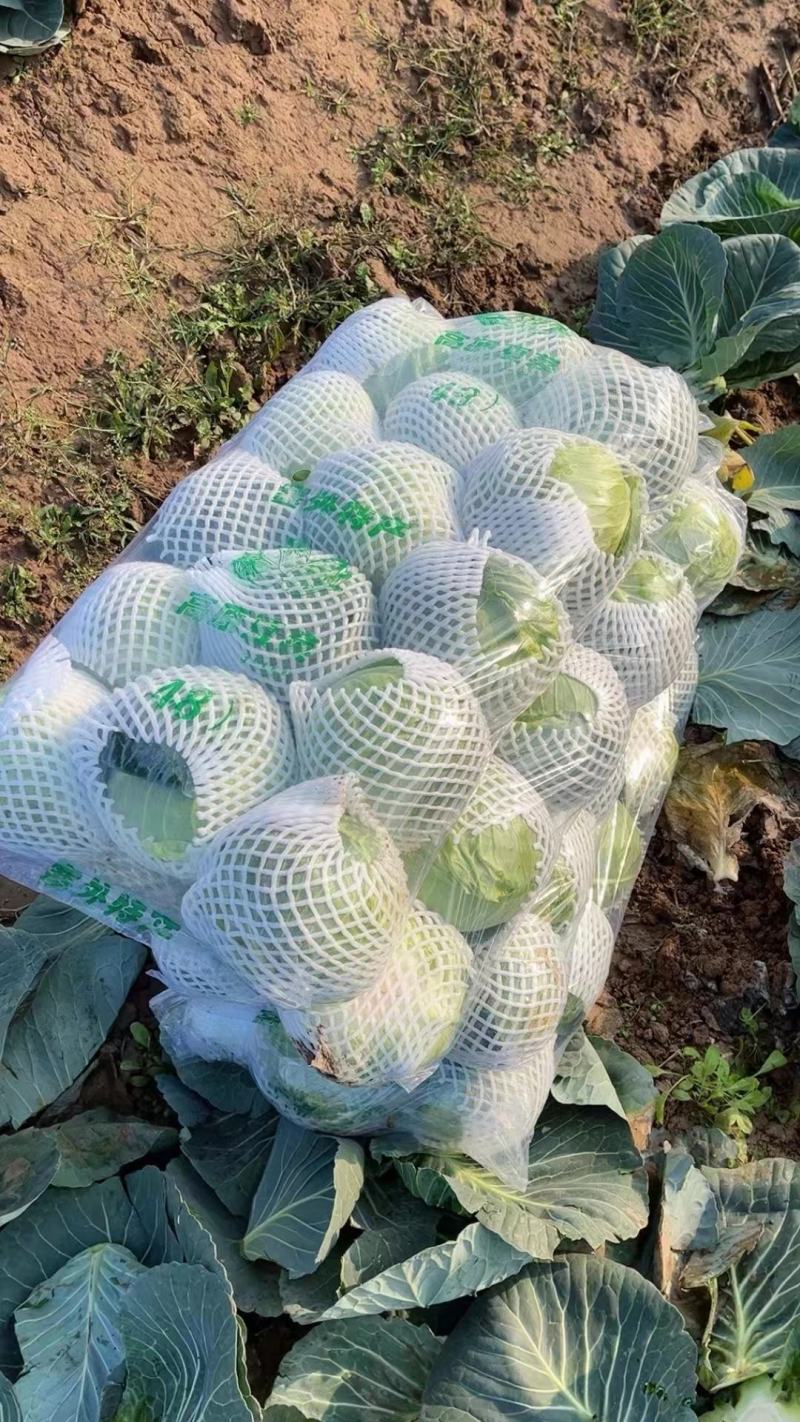 甘蓝包菜大量供应产地直发一手货源批发品质保证价格