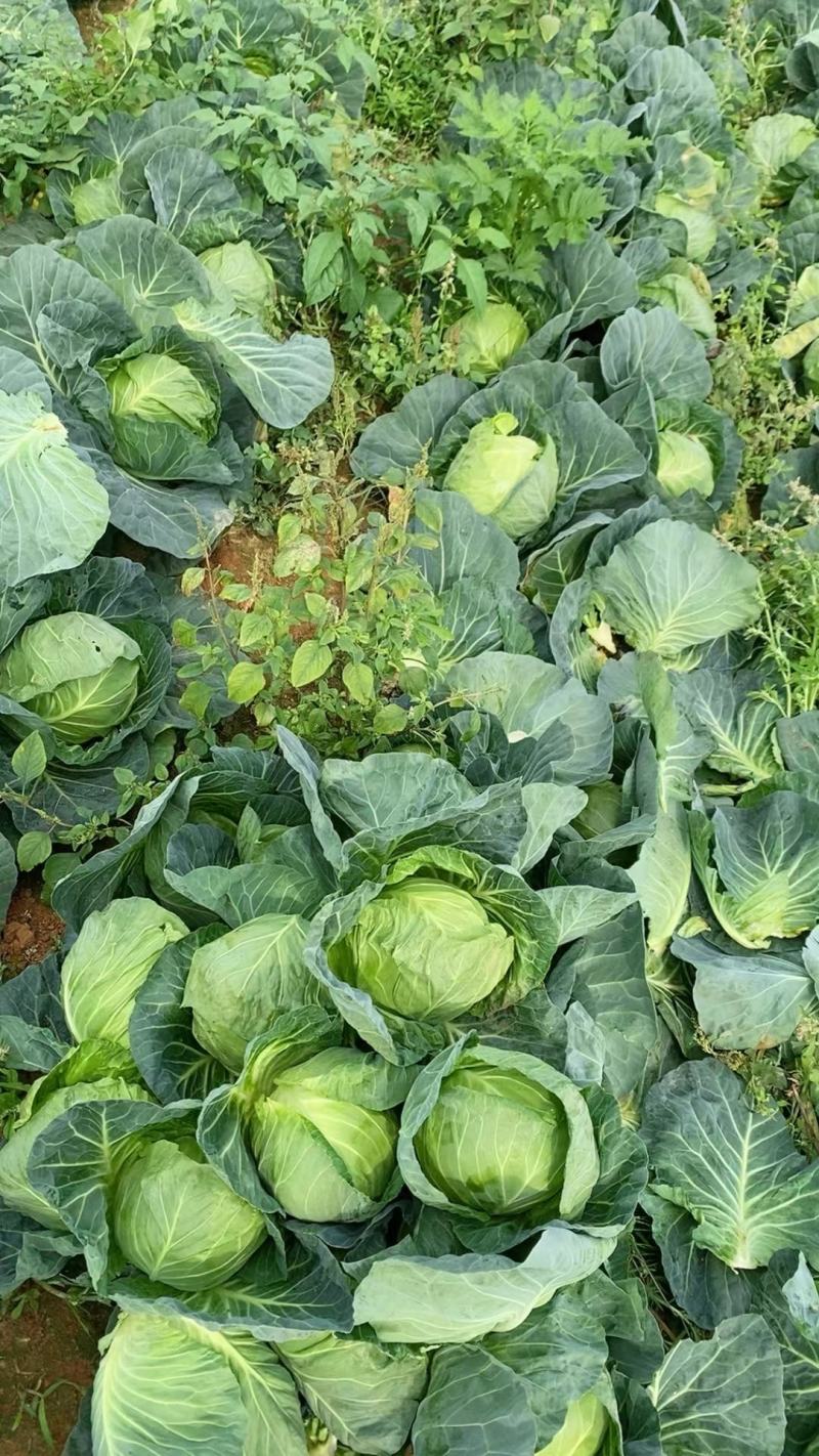 甘蓝包菜大量供应产地直发一手货源批发品质保证价格