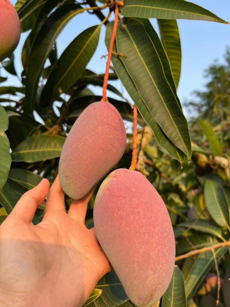 【顺丰/京东空运】树上熟贵妃芒生贵妃芒5斤/8斤装包邮