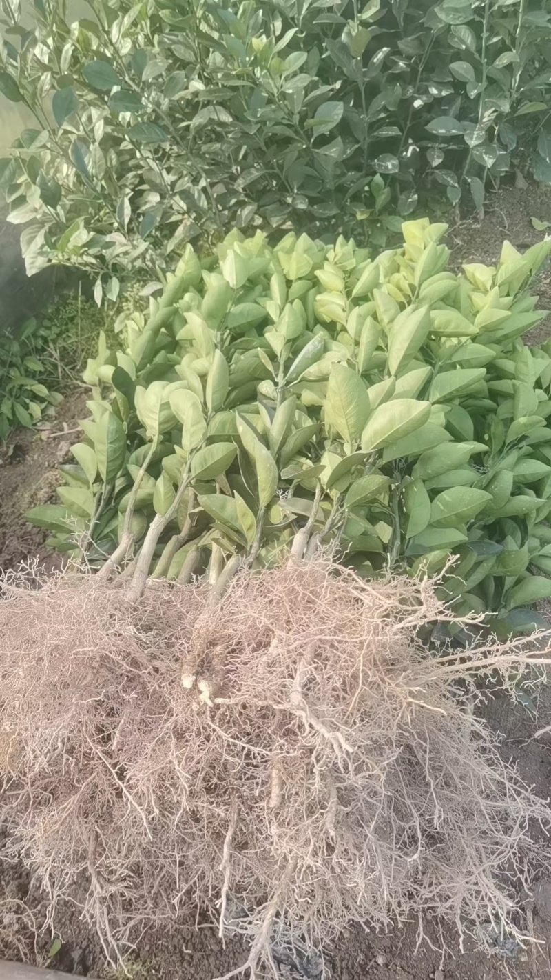 纽贺尔脐橙