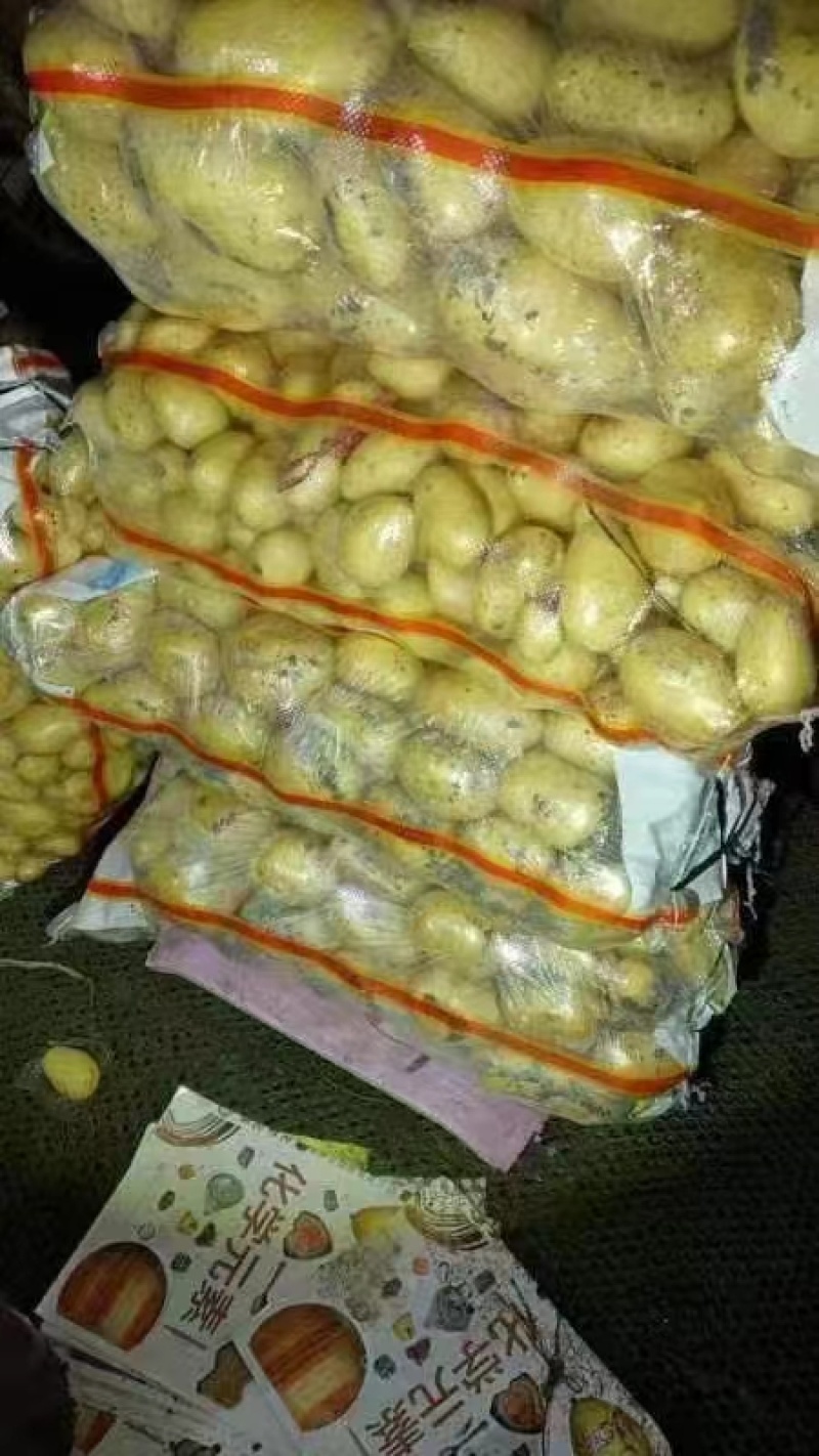 山东冷库，荷兰十五土V7土豆，货源充足，全国发货