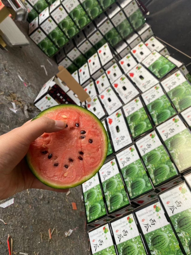 山东手剥西瓜，小糖丸西瓜，2K西瓜，冰糖籽，吊瓜