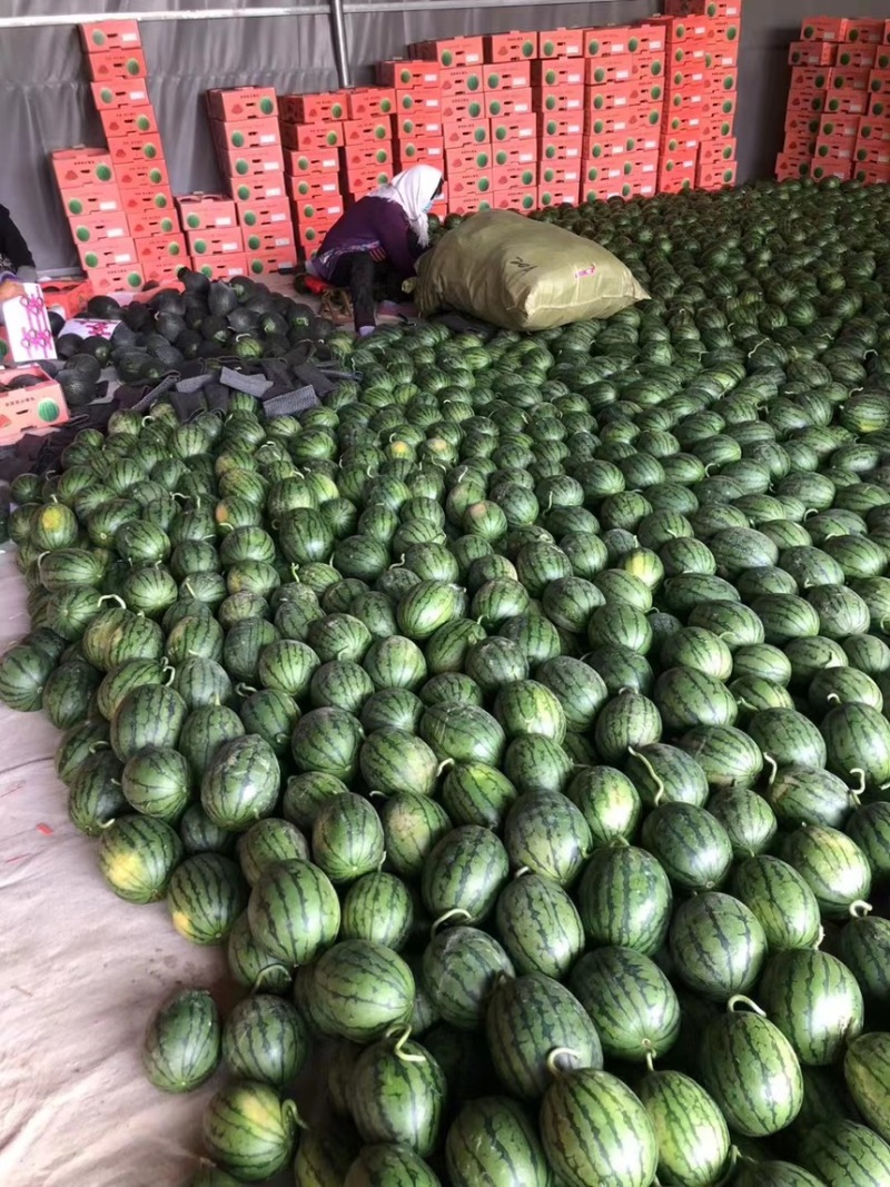 山东手剥西瓜，小糖丸西瓜，2K西瓜，冰糖籽，吊瓜