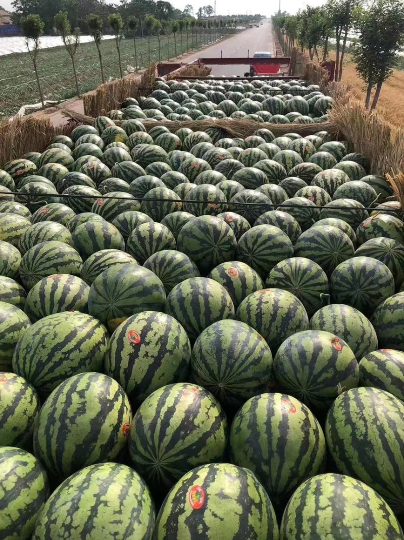山东手剥西瓜，小糖丸西瓜，2K西瓜，冰糖籽，吊瓜