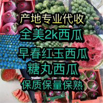 山东手剥西瓜，小糖丸西瓜，2K西瓜，冰糖籽，吊瓜