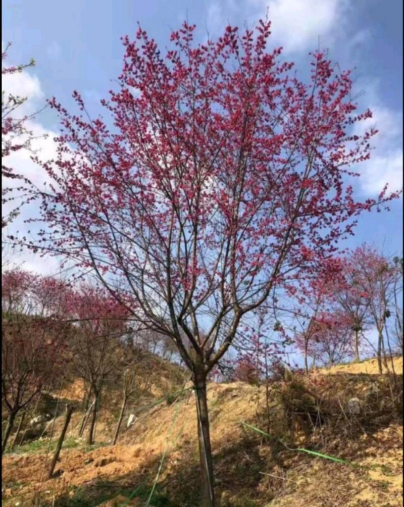 山樱花