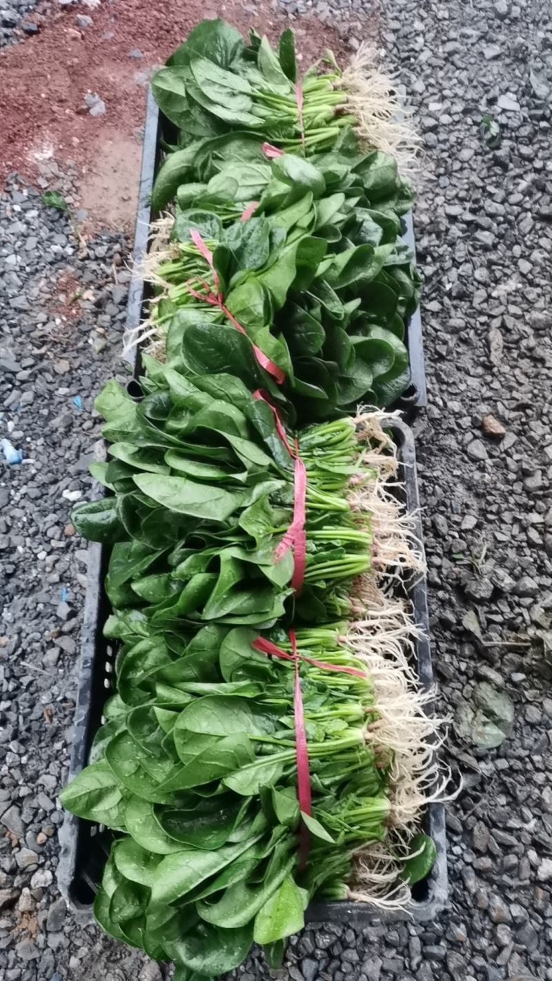 菠菜