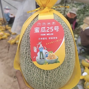 晓蜜25哈密瓜，保质保量，全国整车走货，质量三包。