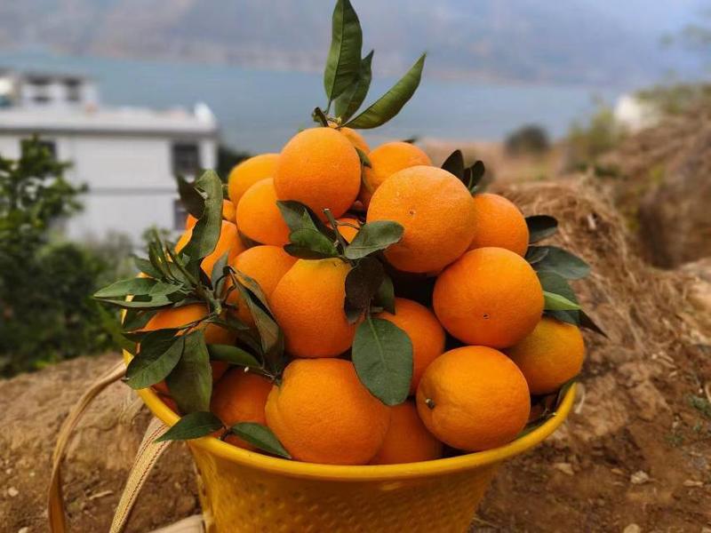 湖北中华红血橙红心橙子产地供应，按需采摘整车代收代发