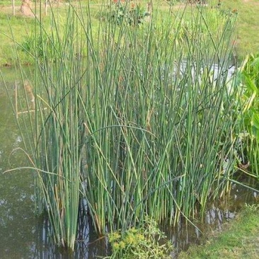 水葱