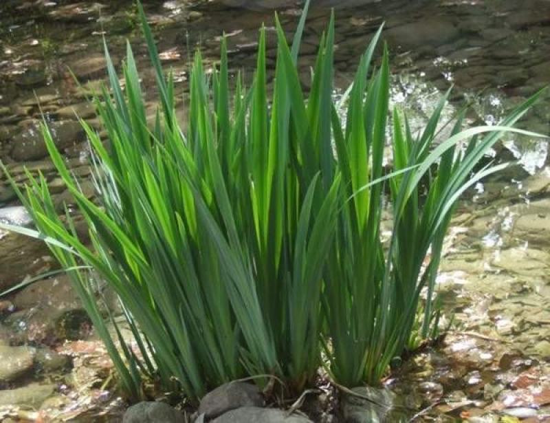 水菖蒲苗