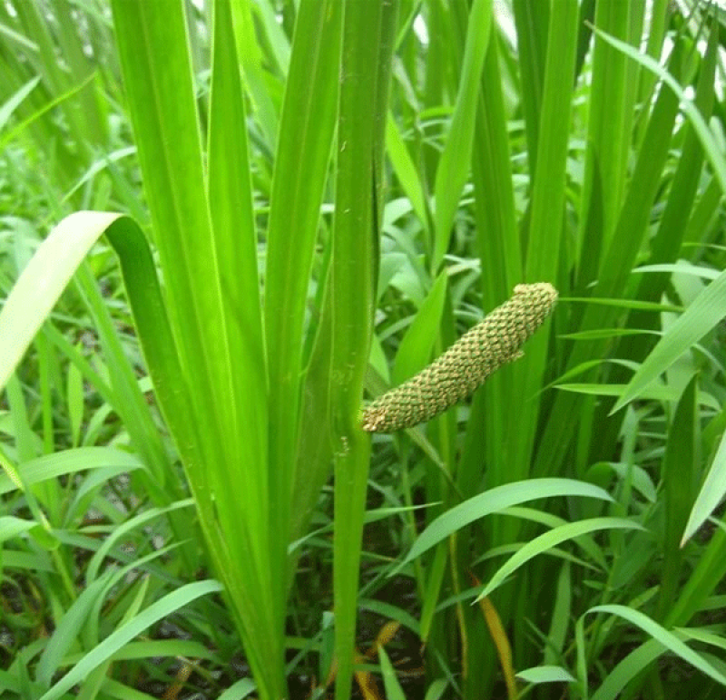 水菖蒲苗