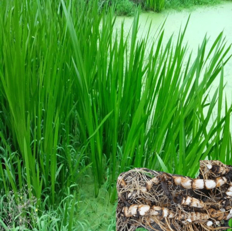 水菖蒲苗