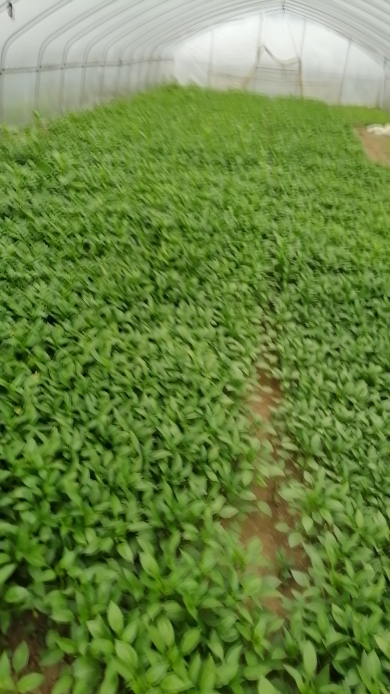 嫁接茄子苗辣椒苗黄瓜苗西红柿苗苦瓜苗